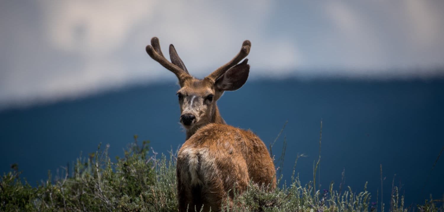 Nature et faune en montagne